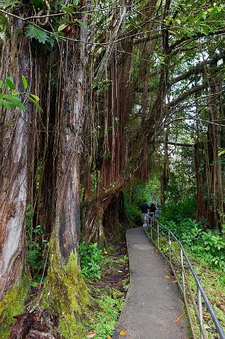 031 Big Island, Hilo, Akaka Falls SP.jpg